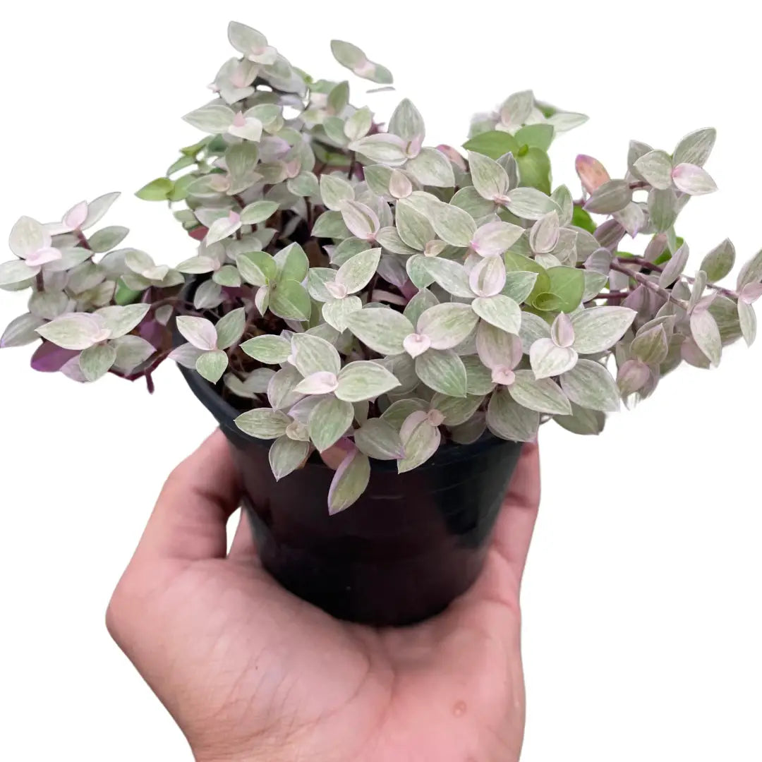 Tradescantia Callisia Plant - ’Pink Panther’ - House Plant Shop