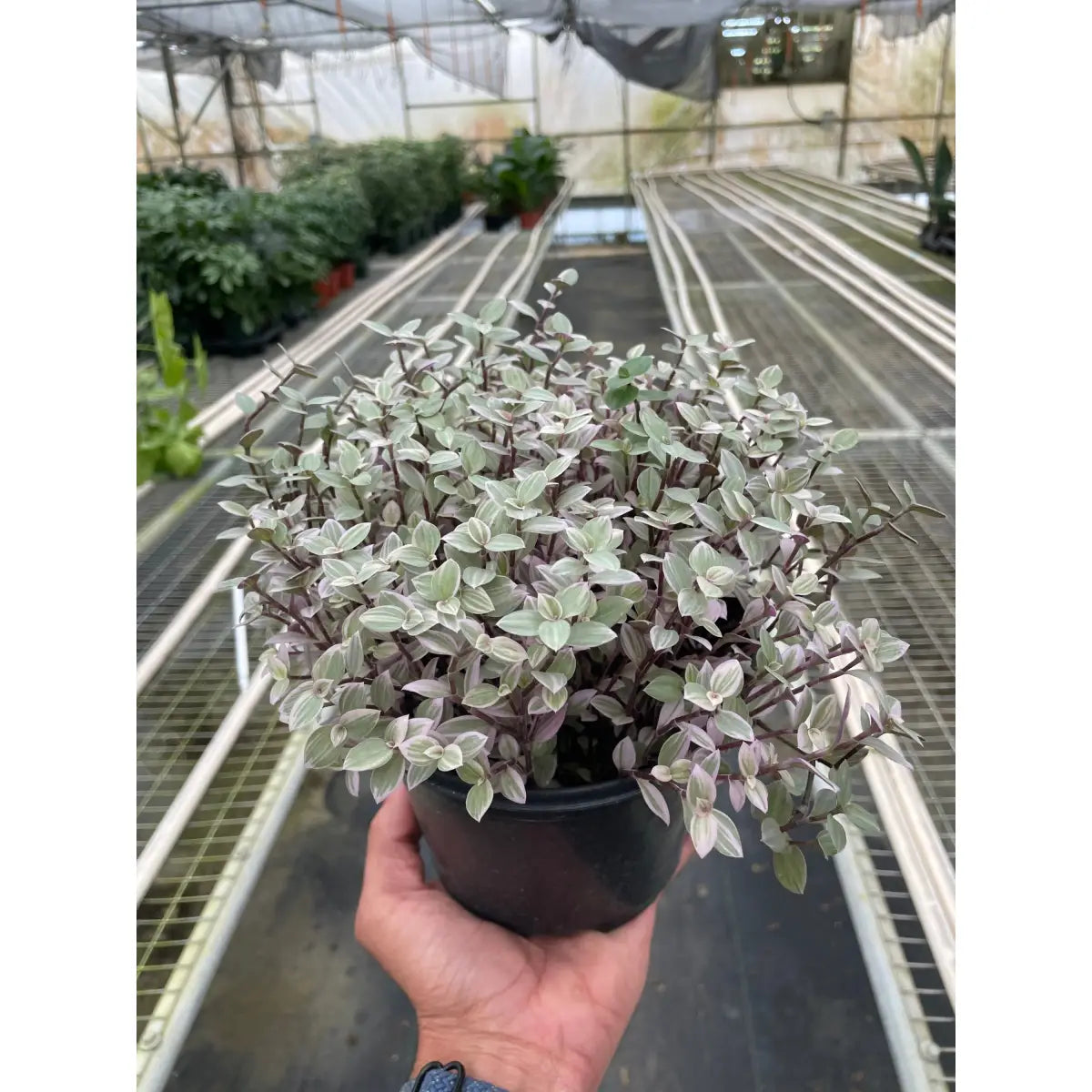 Tradescantia Callisia Plant - ’Pink Panther’ - House Plant Shop