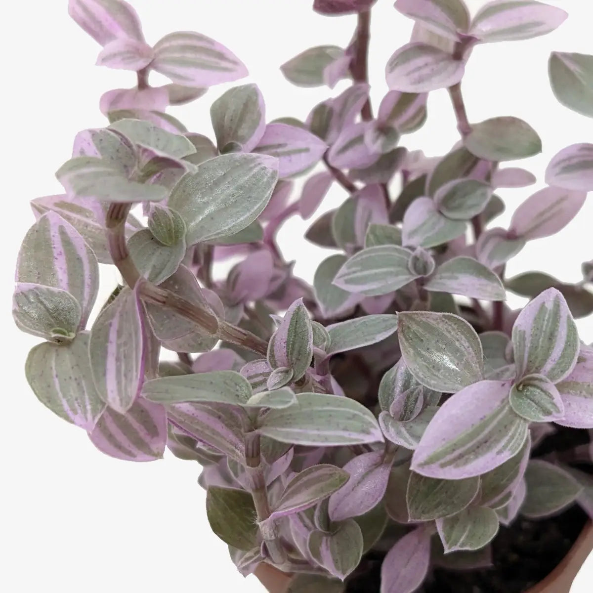 Tradescantia Callisia Plant - ’Pink Panther’ - 4’’ Pot - House Plant Shop