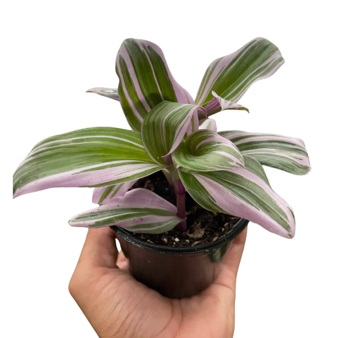 Tradescantia Plant - ’Nanouk’ - House Plant Shop