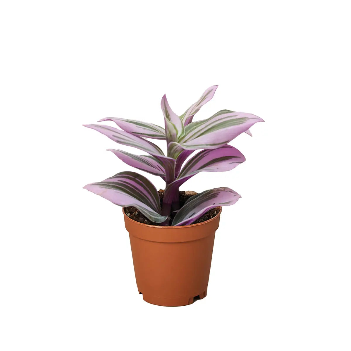 Tradescantia Plant - ’Nanouk’ - House Plant Shop