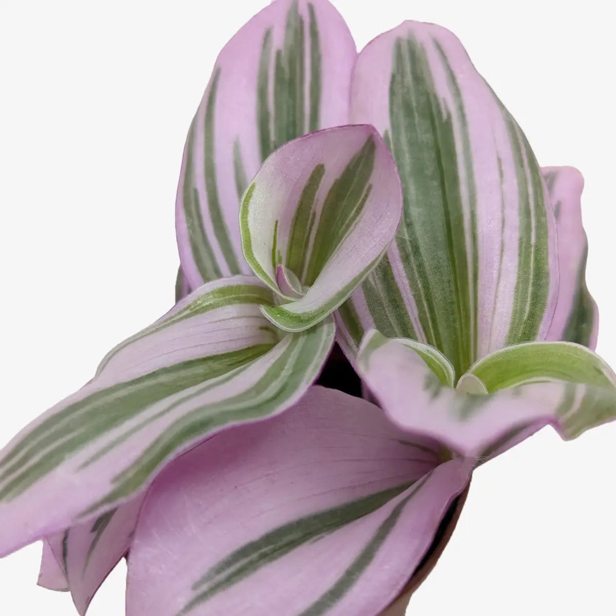 Tradescantia Plant - ’Nanouk’ - 4’’ Pot - House Plant Shop