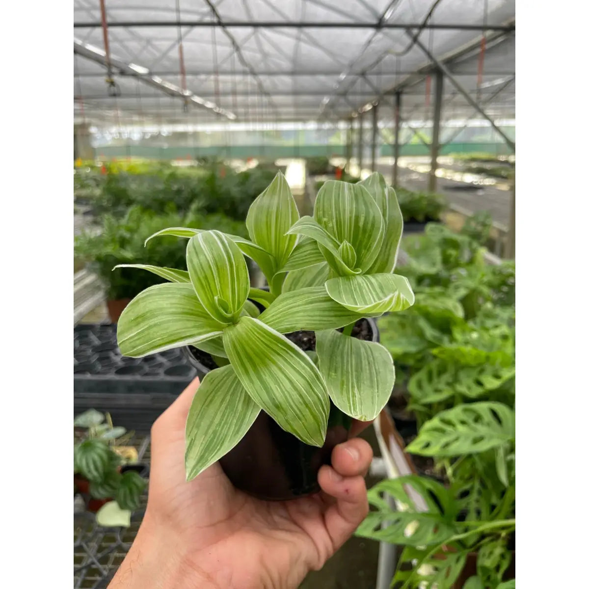 Tradescantia ’Sanna’ Plant - 4’’ Pot - House Plant Shop