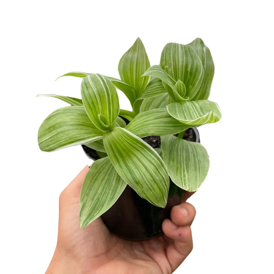Tradescantia ’Sanna’ Plant - 4’’ Pot - House Plant Shop