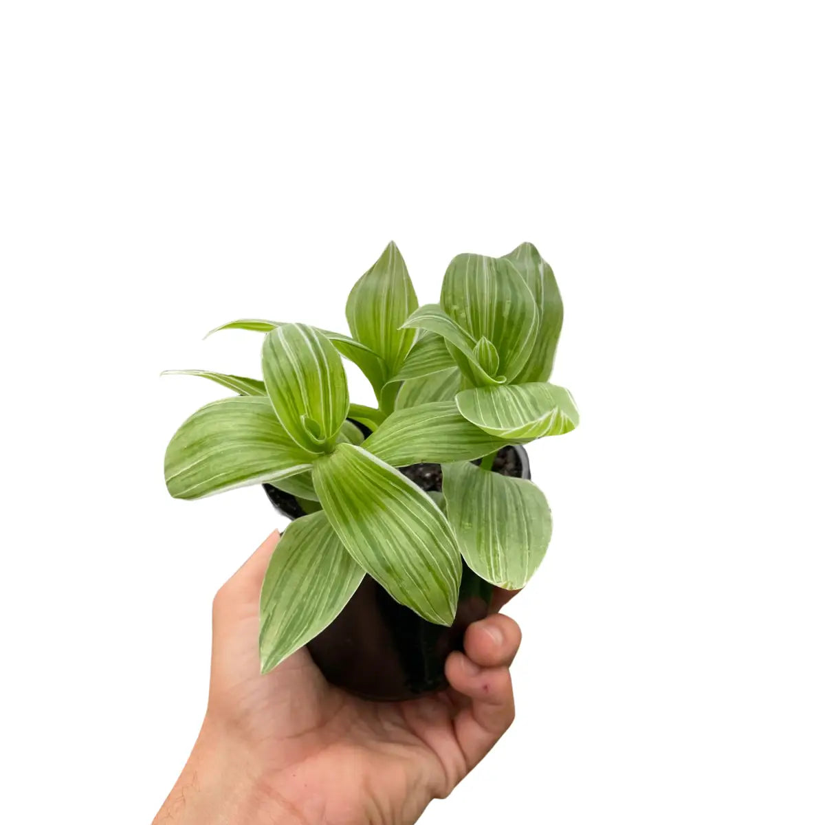 Tradescantia ’Sanna’ Plant - 4’’ Pot - House Plant Shop