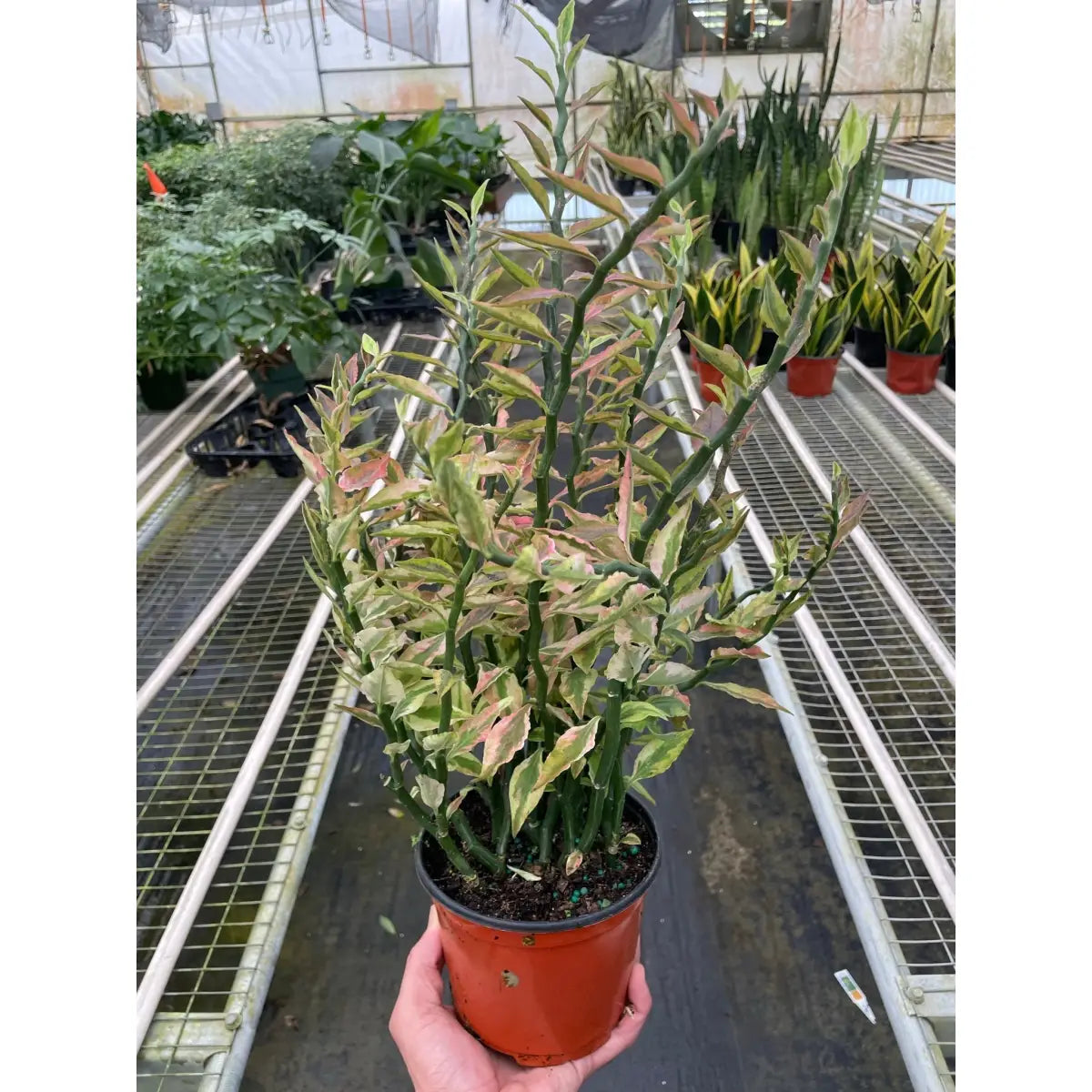 Devil’s Backbone Plant - Euphorbia Variegated - House Plant Shop