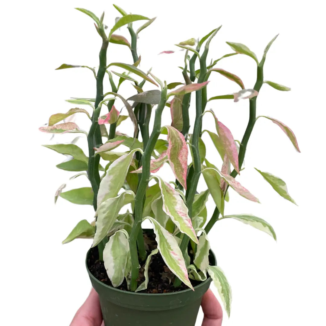 Devil’s Backbone Plant - Euphorbia Variegated - 3’’ Pot - House Plant Shop