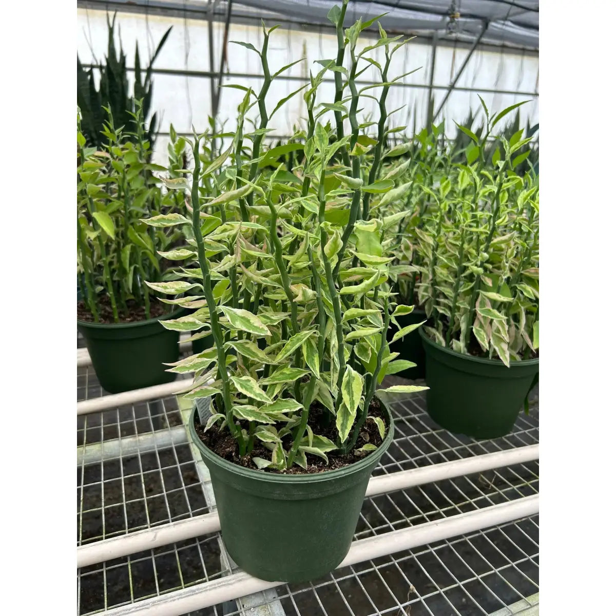 Devil’s Backbone Plant - Euphorbia Variegated - House Plant Shop