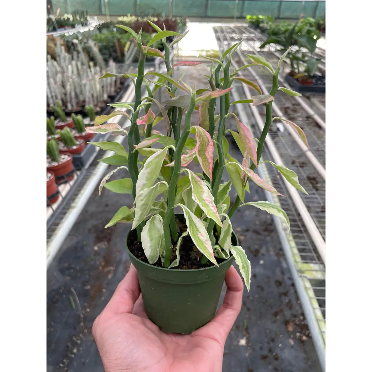 Devil’s Backbone Plant - Euphorbia Variegated - House Plant Shop