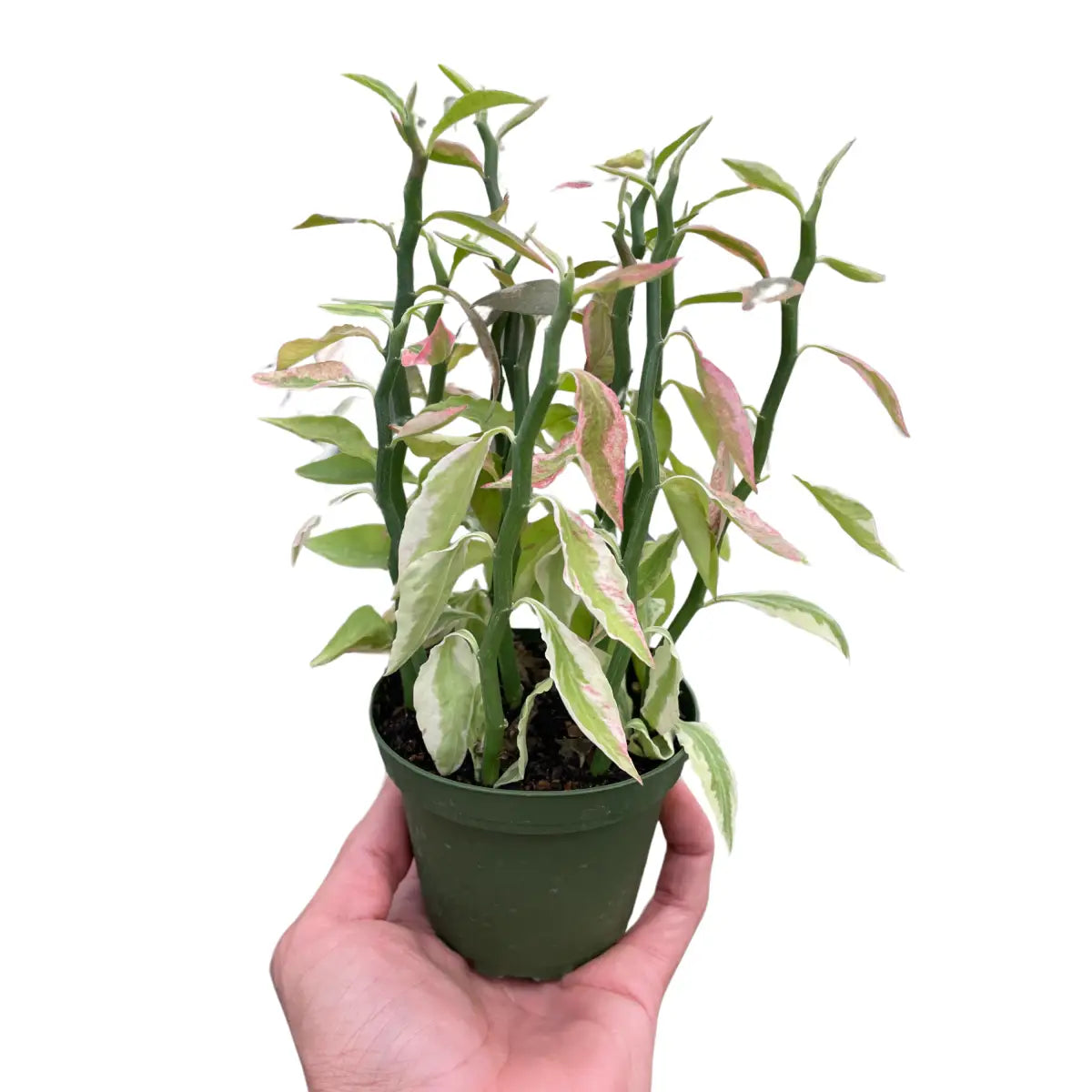 Devil’s Backbone Plant - Euphorbia Variegated - House Plant Shop