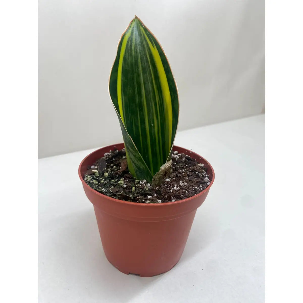 Variegated Shark Fin Snake Plant - House Plant Shop