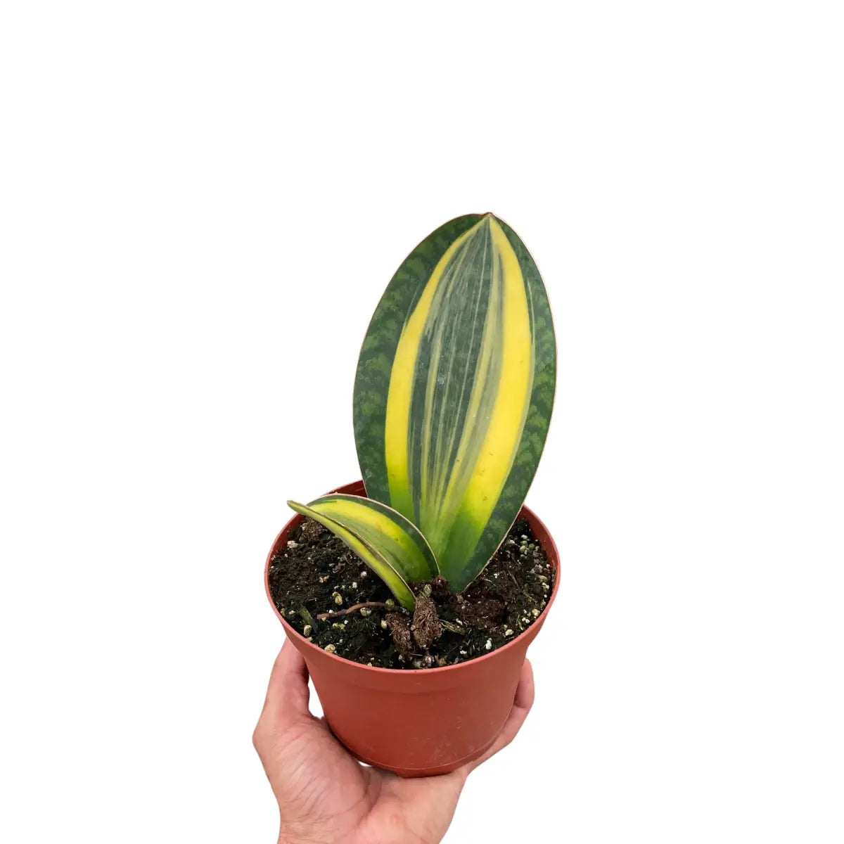 Variegated Shark Fin Snake Plant - House Plant Shop