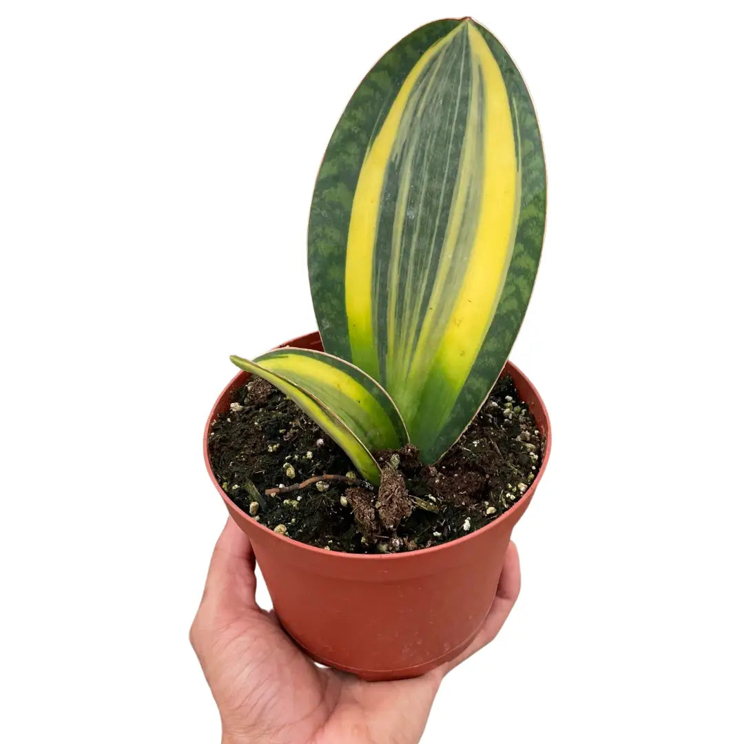 Variegated Shark Fin Snake Plant - House Plant Shop