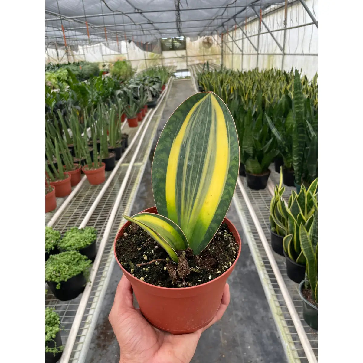 Variegated Shark Fin Snake Plant - House Plant Shop