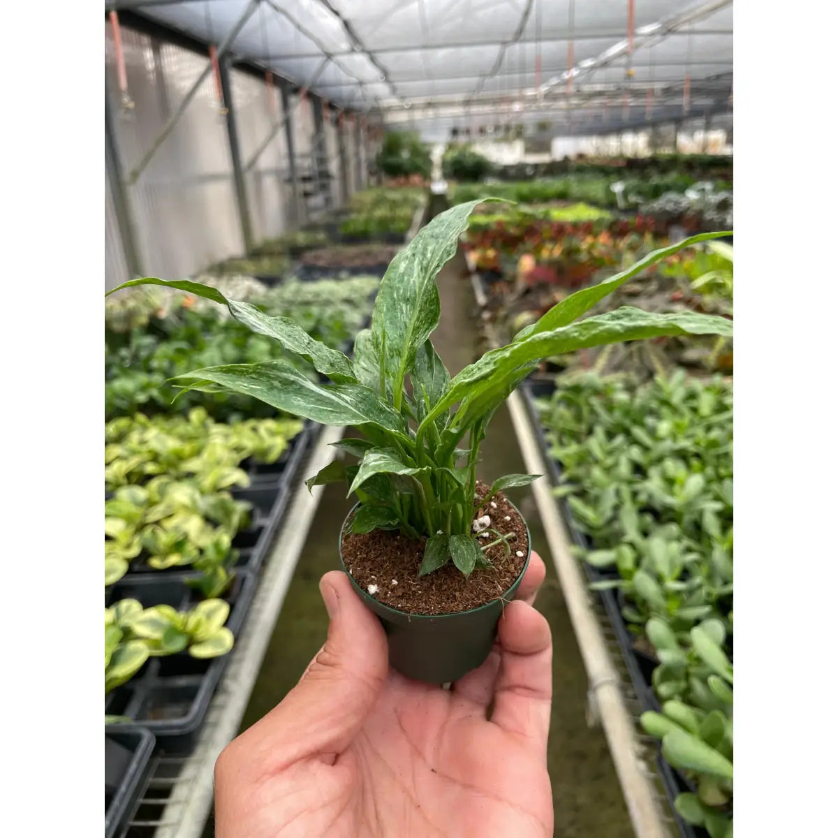 Variegated Spathiphyllum Plant - ’Domino’ - House Plant Shop