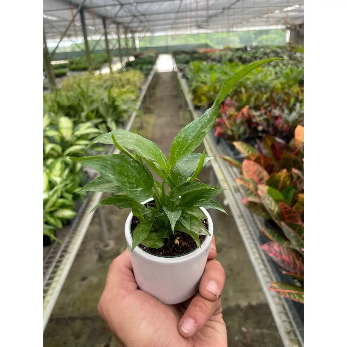 Variegated Spathiphyllum Plant - ’Domino’ - House Plant Shop