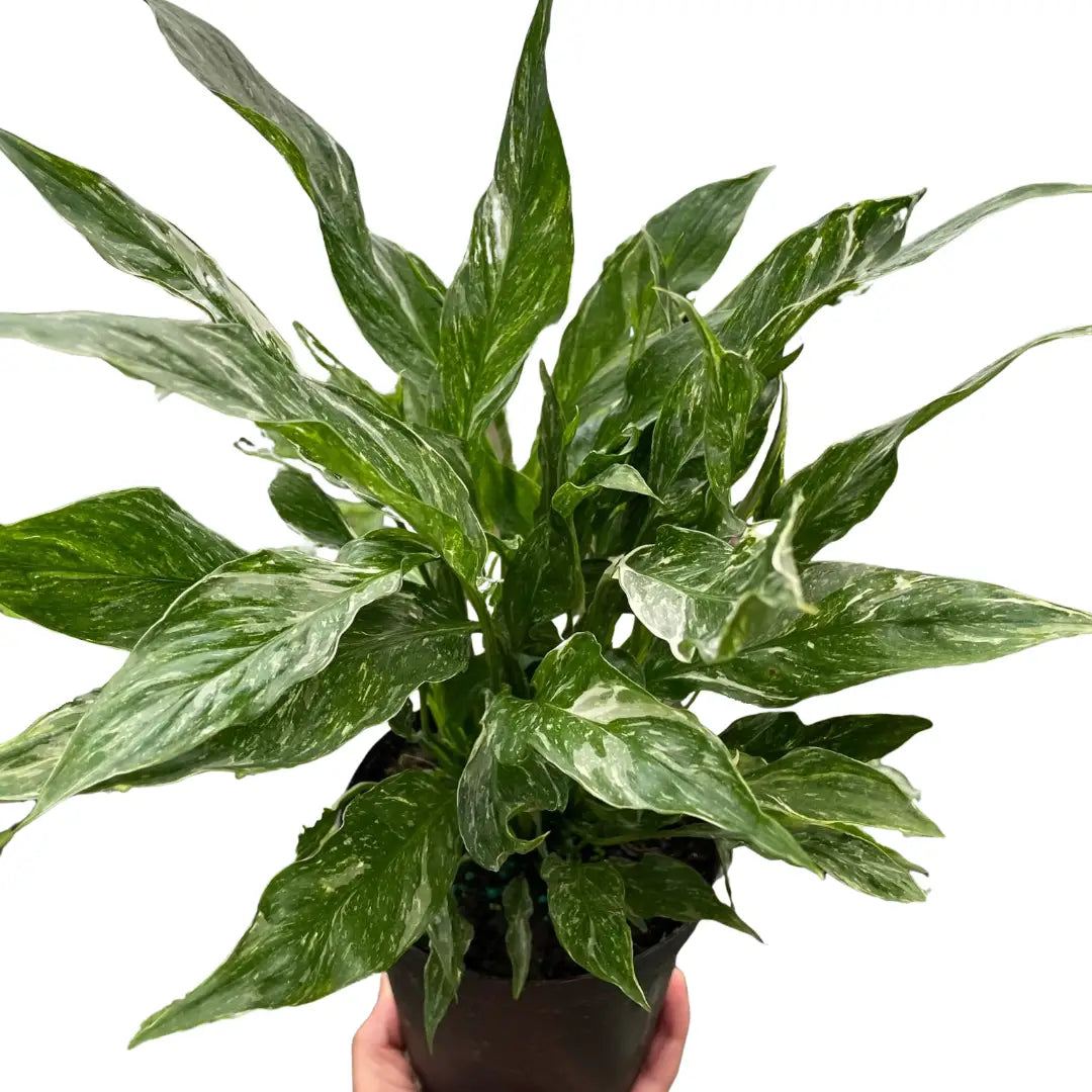 Variegated Spathiphyllum Plant - ’Domino’ - 2’’ Pot / Nursery Pot - House Plant Shop