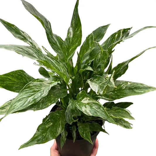 Variegated Spathiphyllum Plant - ’Domino’ - 2’’ Pot / Nursery Pot - House Plant Shop