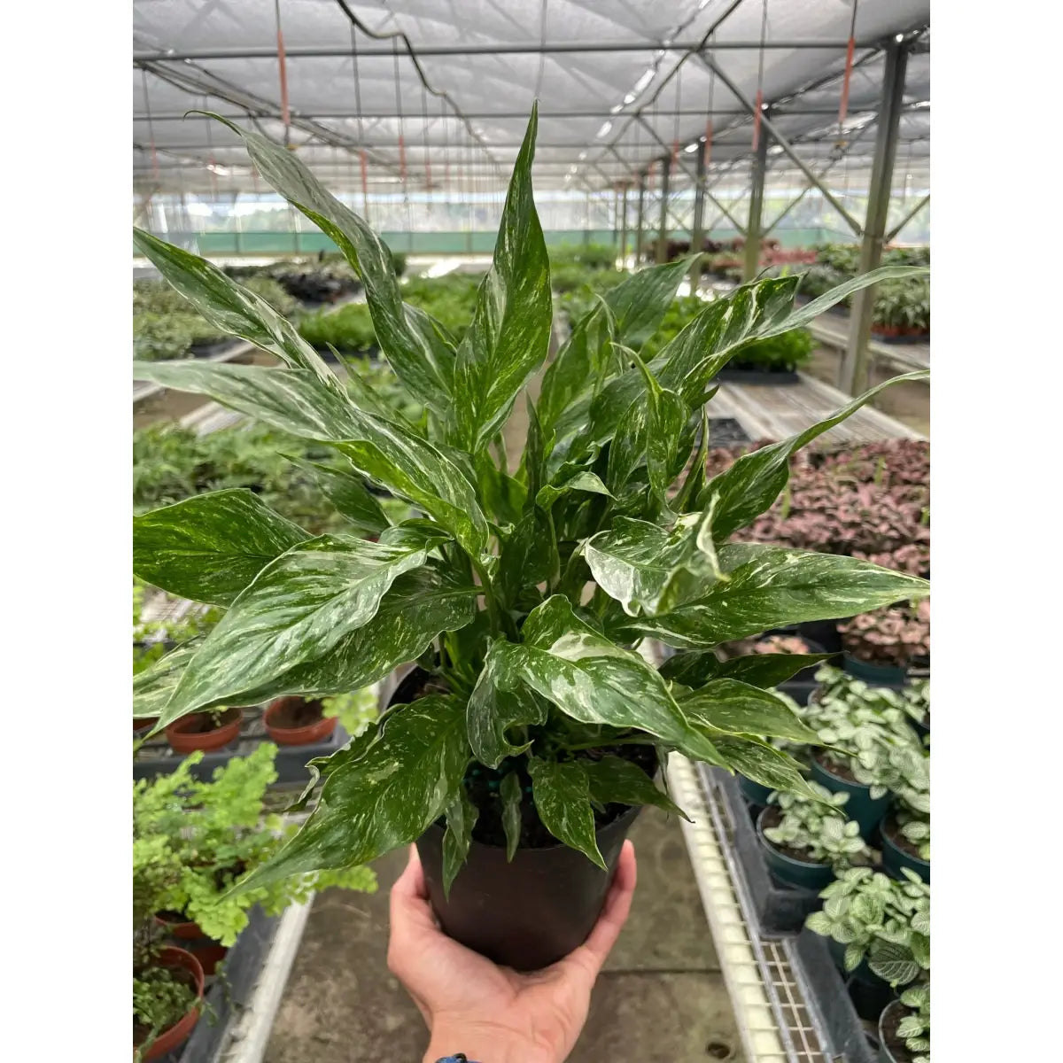 Variegated Spathiphyllum Plant - ’Domino’ - House Plant Shop