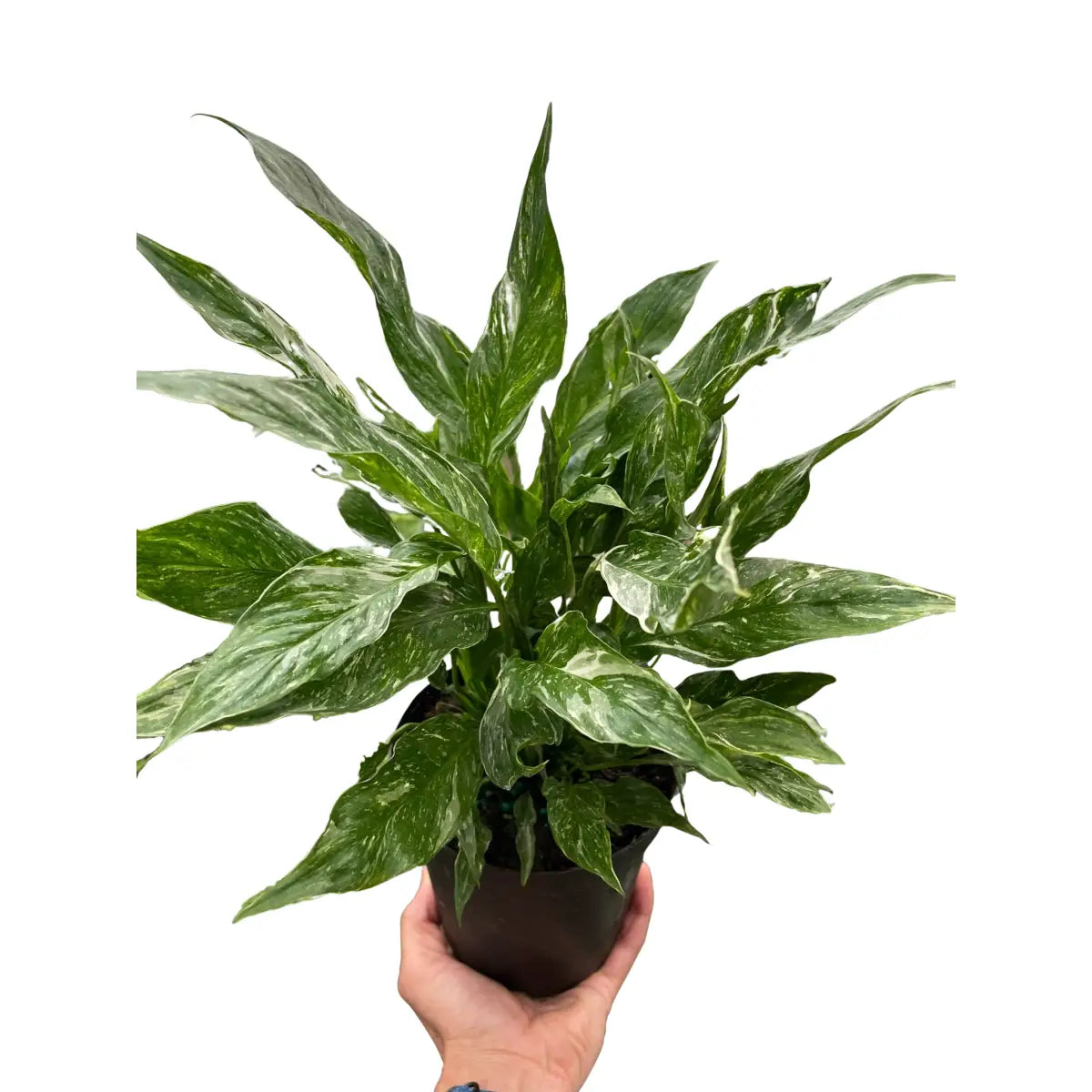 Variegated Spathiphyllum Plant - ’Domino’ - House Plant Shop
