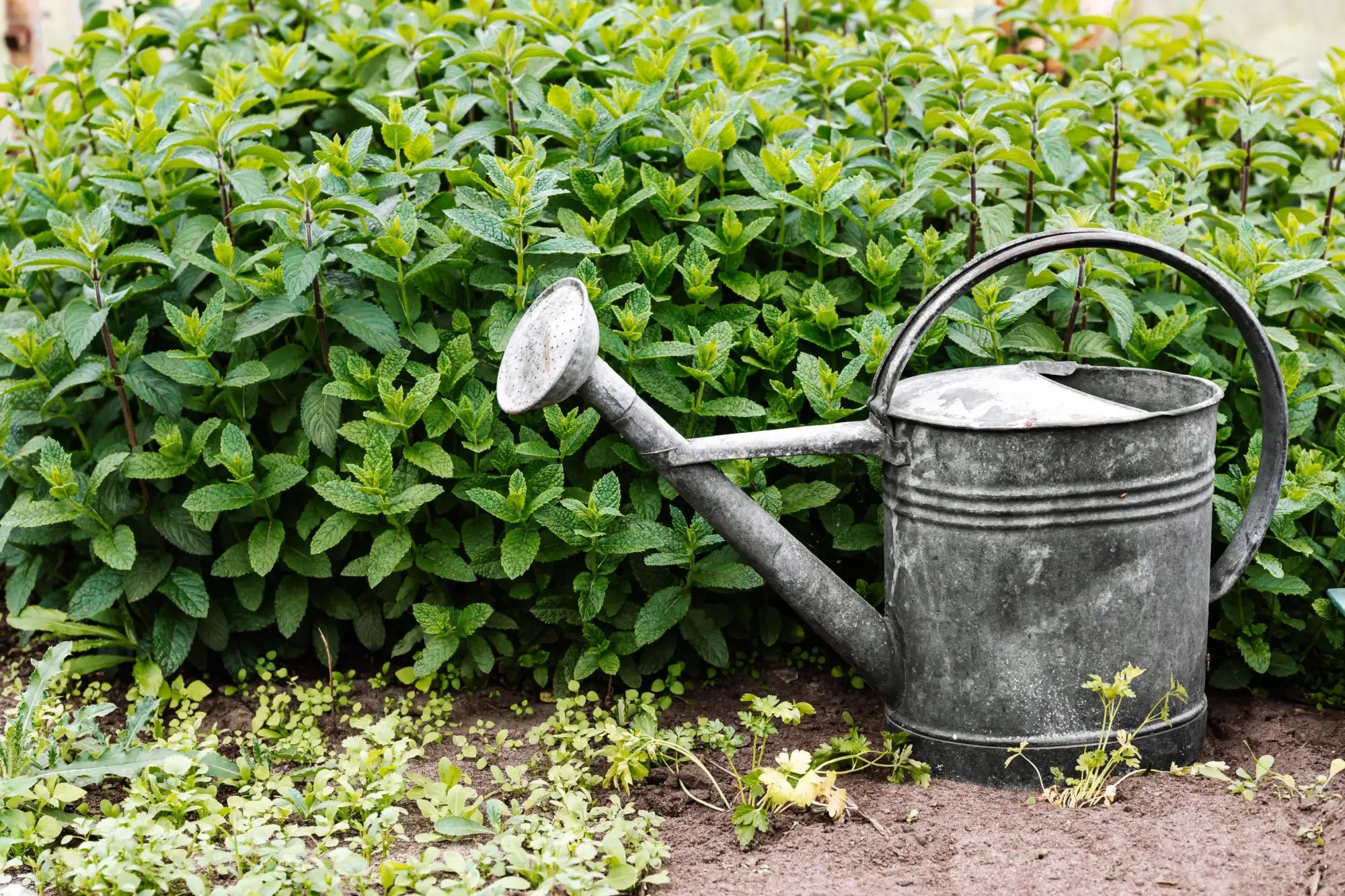 Vintage-style galvanized metal watering can with a curved handle and spout, resting beside lush green mint plants.