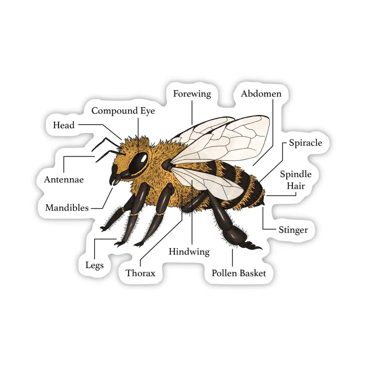 Vinyl Sticker - Bee Anatomy Diagram - Beekeeper Science - Big Moods
