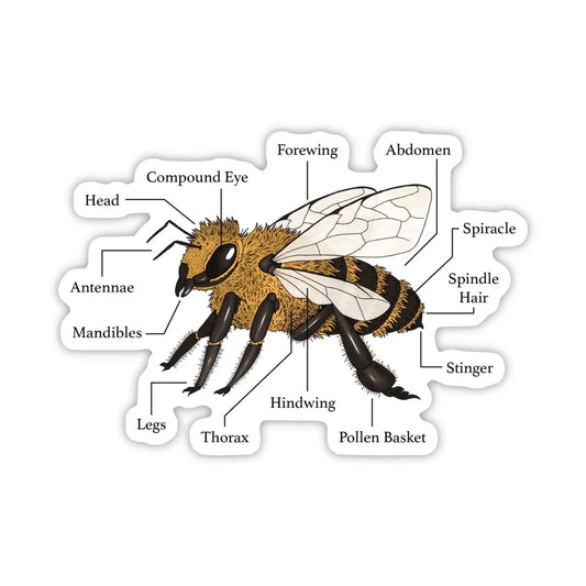 Vinyl Sticker - Bee Anatomy Diagram - Beekeeper Science - Big Moods