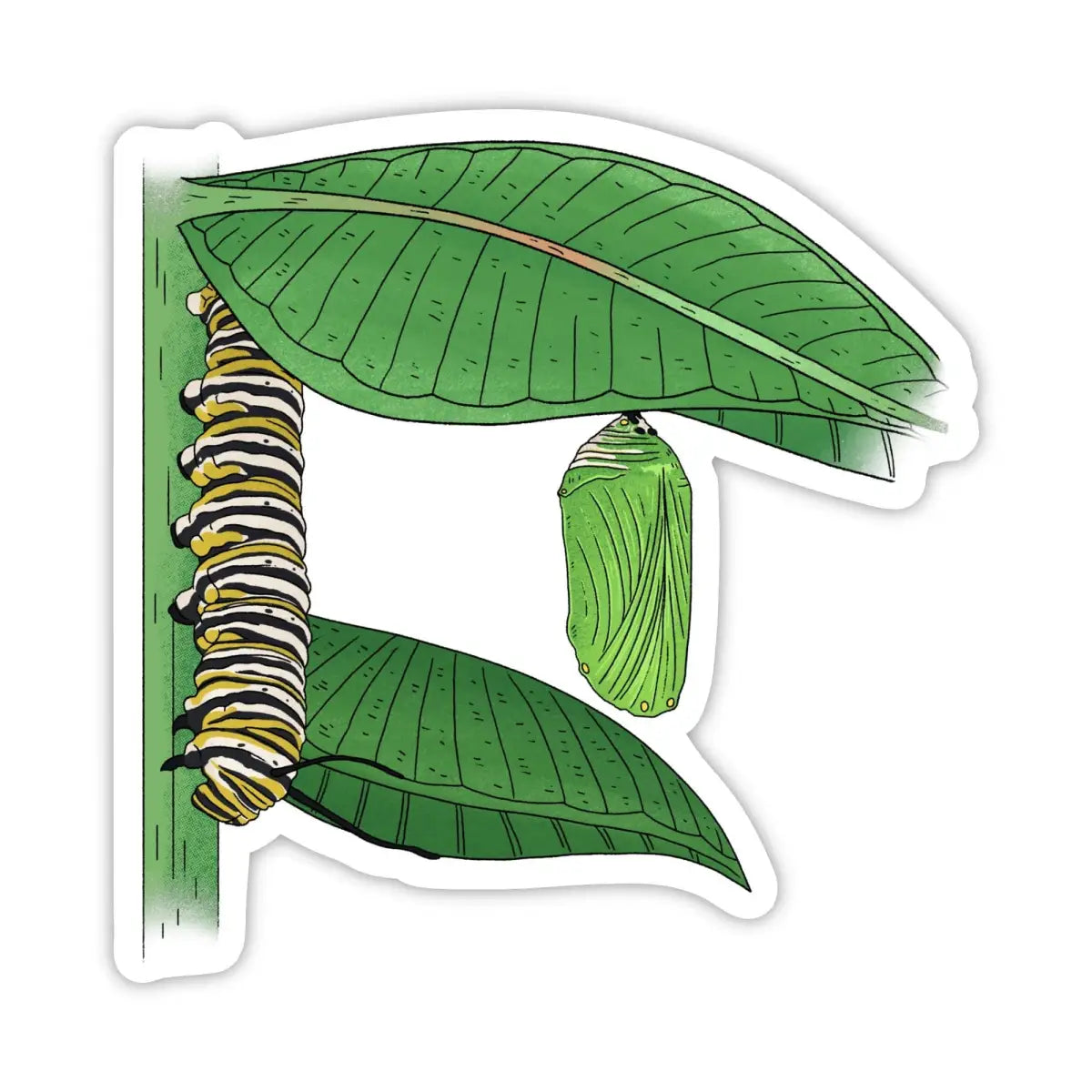 Vinyl Sticker - Caterpillar to Chrysalis - Science Metamorphosis - Big Moods