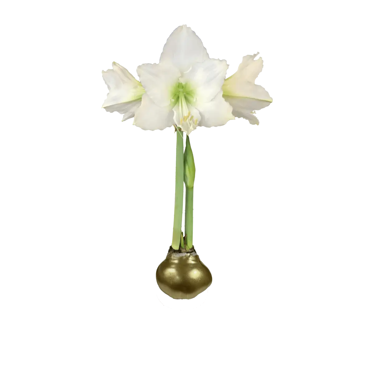 White Amaryllis Bulb with Gold Wax Base - Let ’Em Bloom