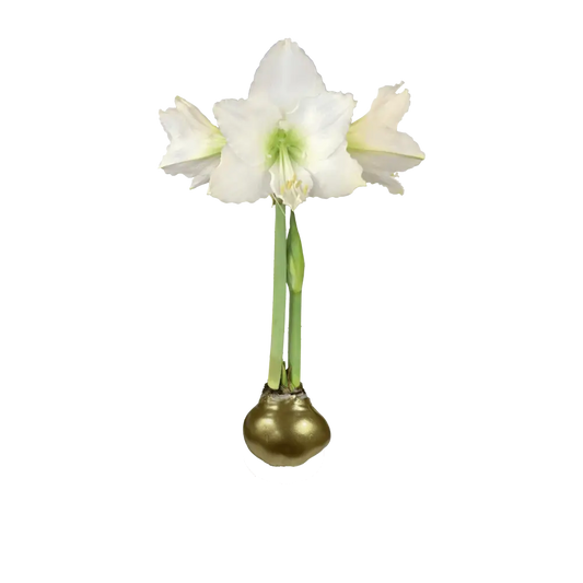 White Amaryllis Bulb with Gold Wax Base - Let ’Em Bloom