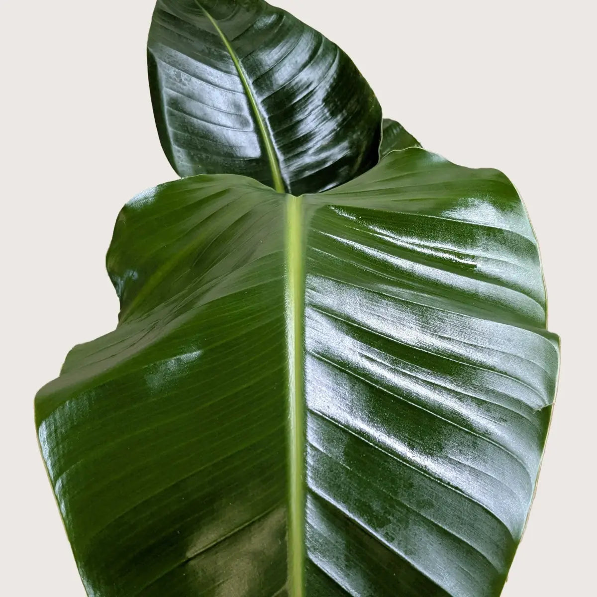 White Bird of Paradise Plant - ’Strelitzia Nicolai’ - House Plant Shop