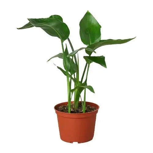 White Bird of Paradise Plant - ’Strelitzia Nicolai’ - House Plant Shop