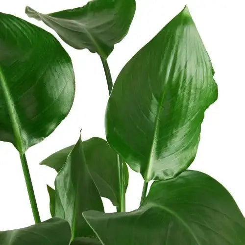 White Bird of Paradise Plant - ’Strelitzia Nicolai’ - 3’’ Pot - House Plant Shop