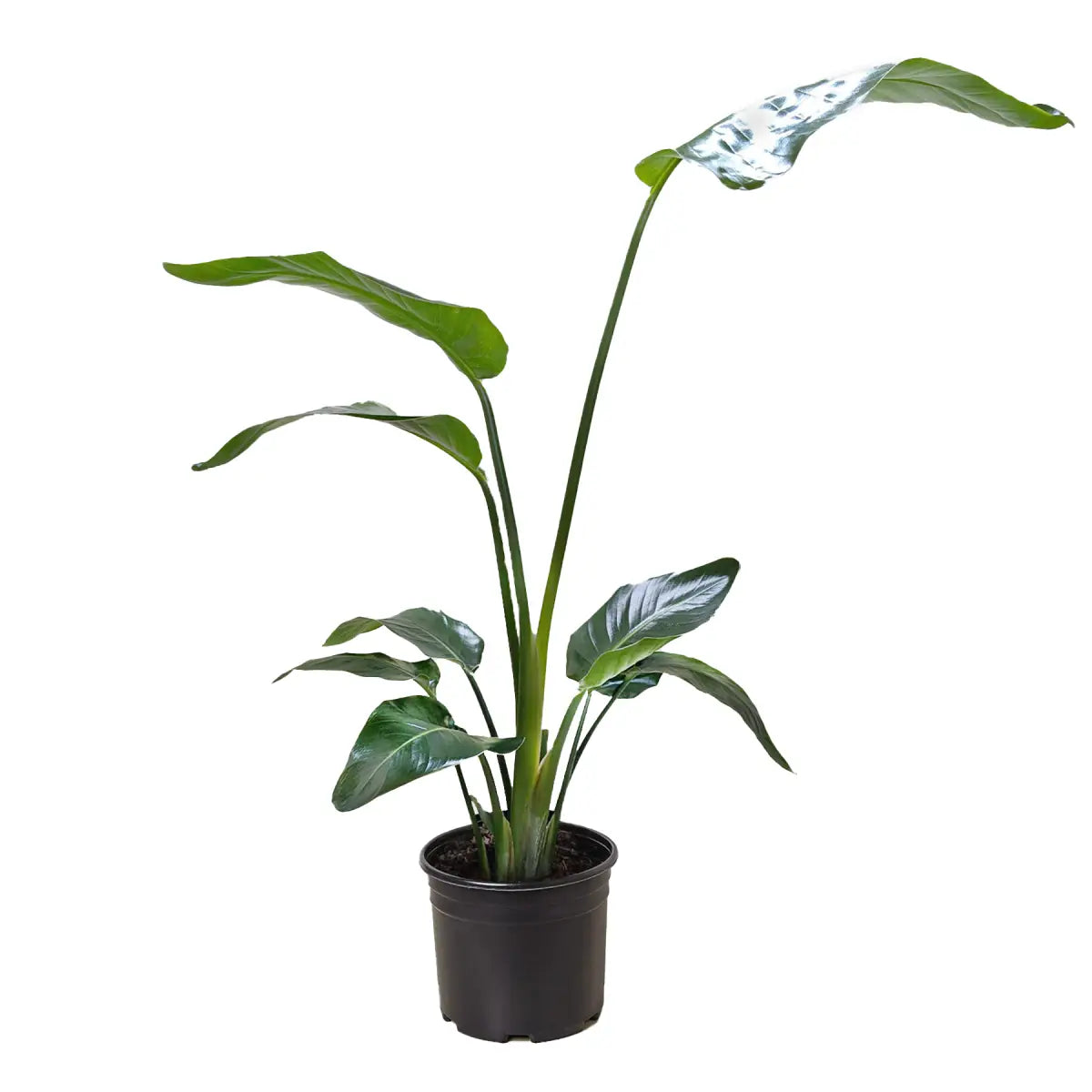 White Bird of Paradise Plant - ’Strelitzia Nicolai’ - House Plant Shop