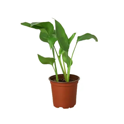 White Bird of Paradise Plant - ’Strelitzia Nicolai’ - House Plant Shop