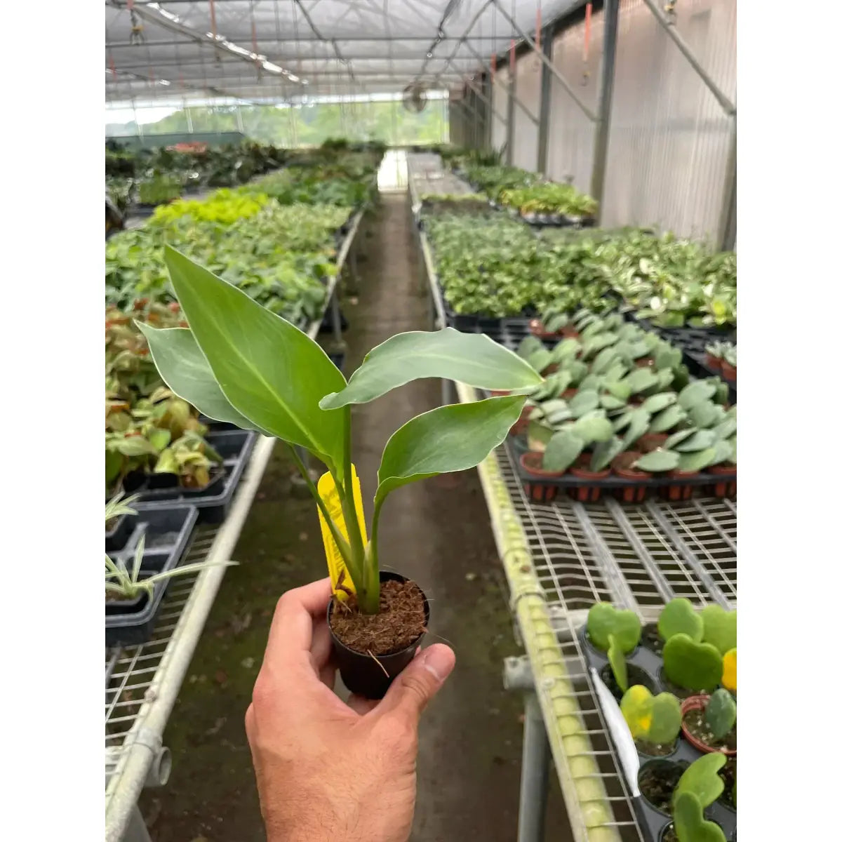 White Bird of Paradise Plant - ’Strelitzia Nicolai’ - House Plant Shop