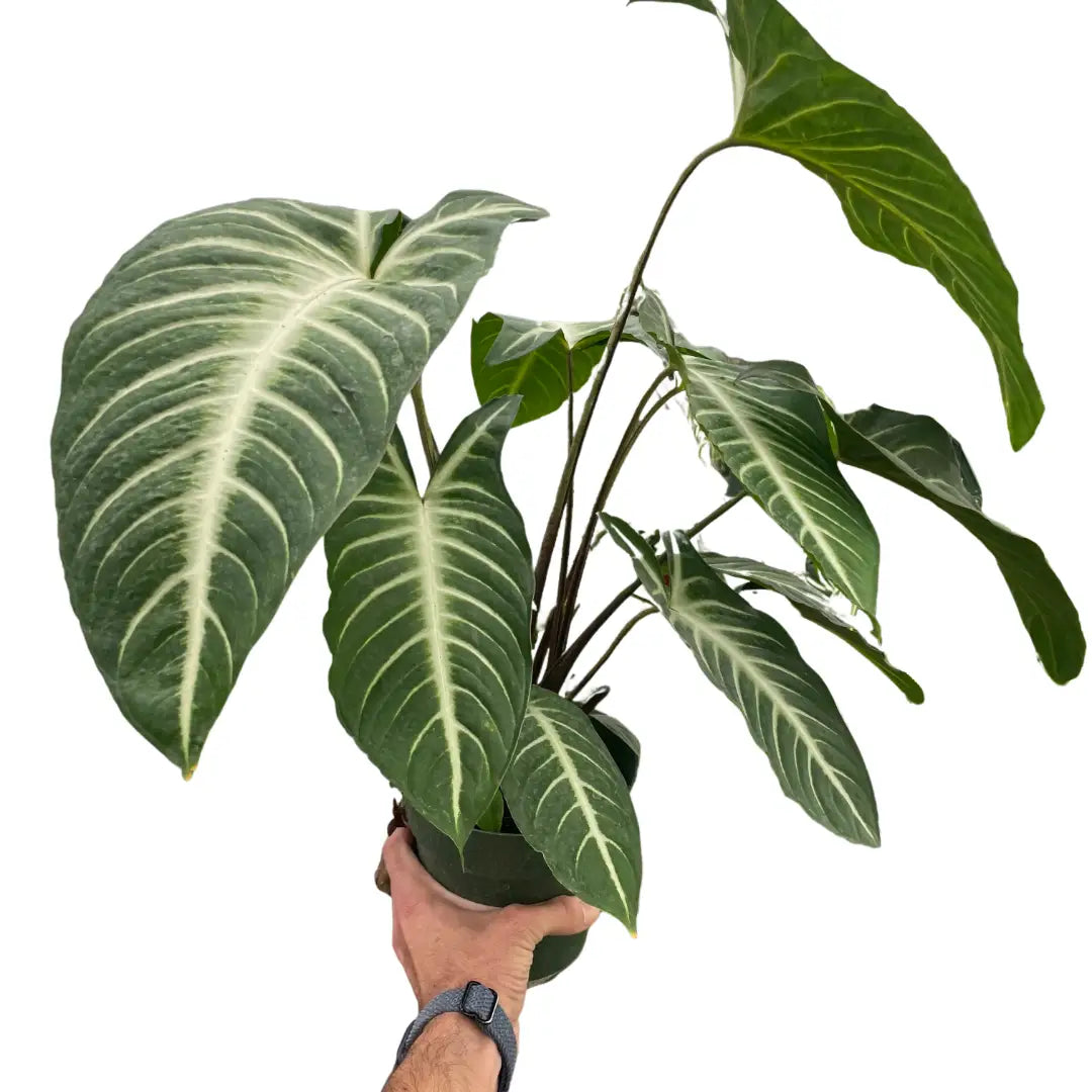 Xanthosoma ’Lendenii’ - House Plant Shop