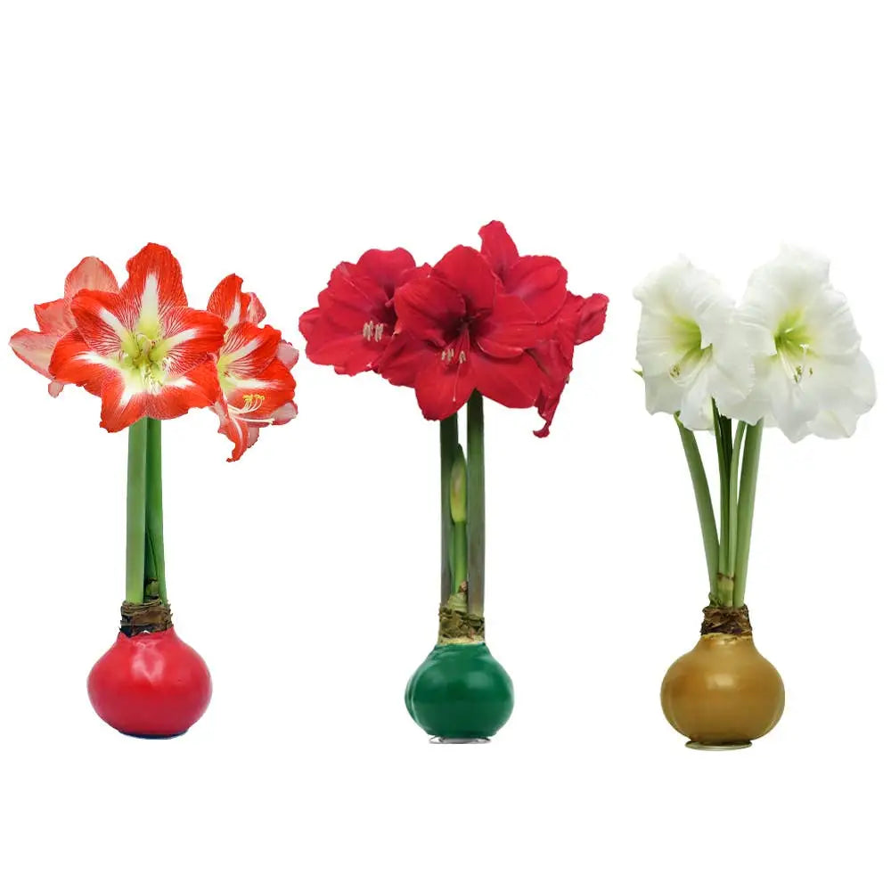 Amaryllis Bulb with Wax - Christmas or Holiday - STALK N PETALS