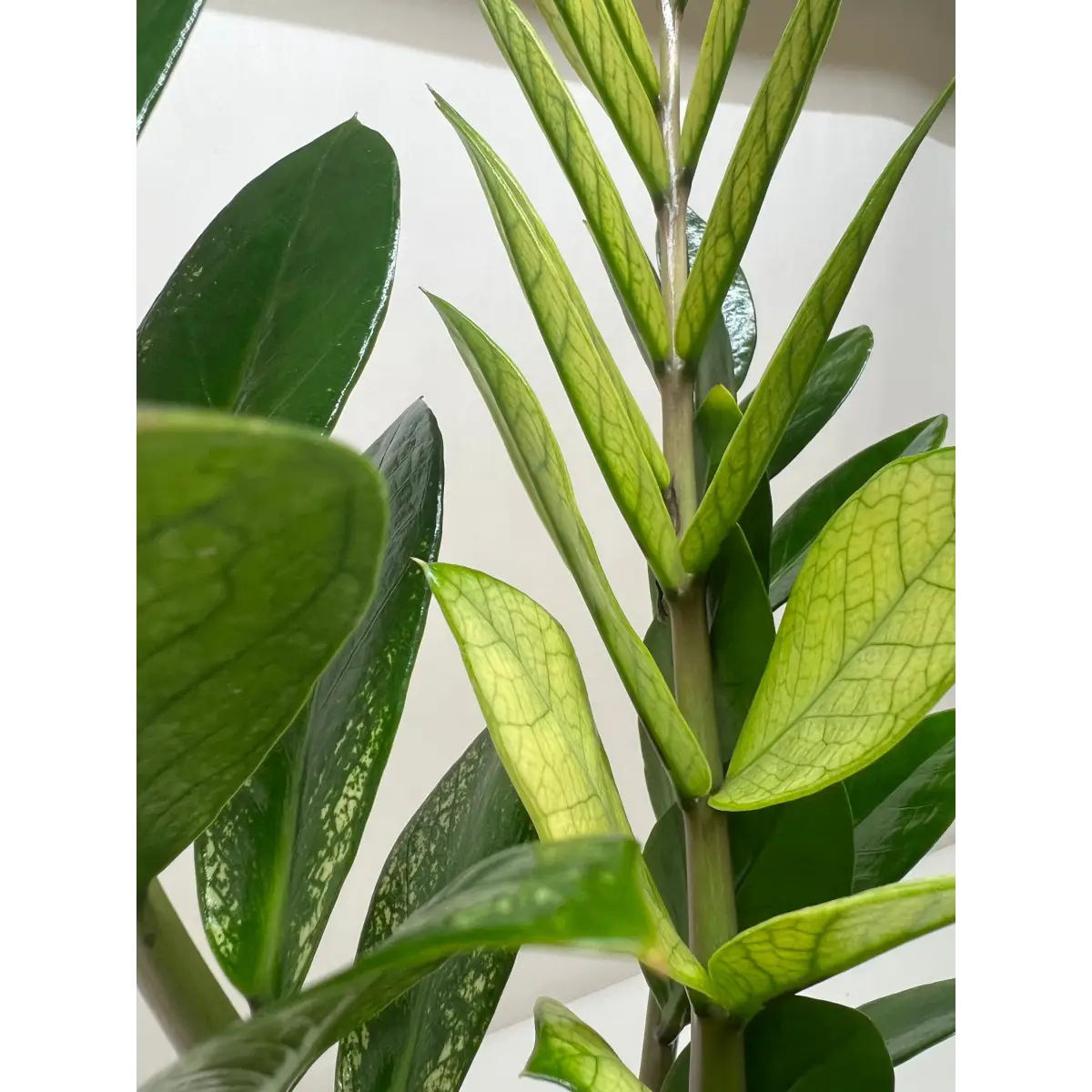 Zamioculcas ’Chameleon’ - House Plant Shop