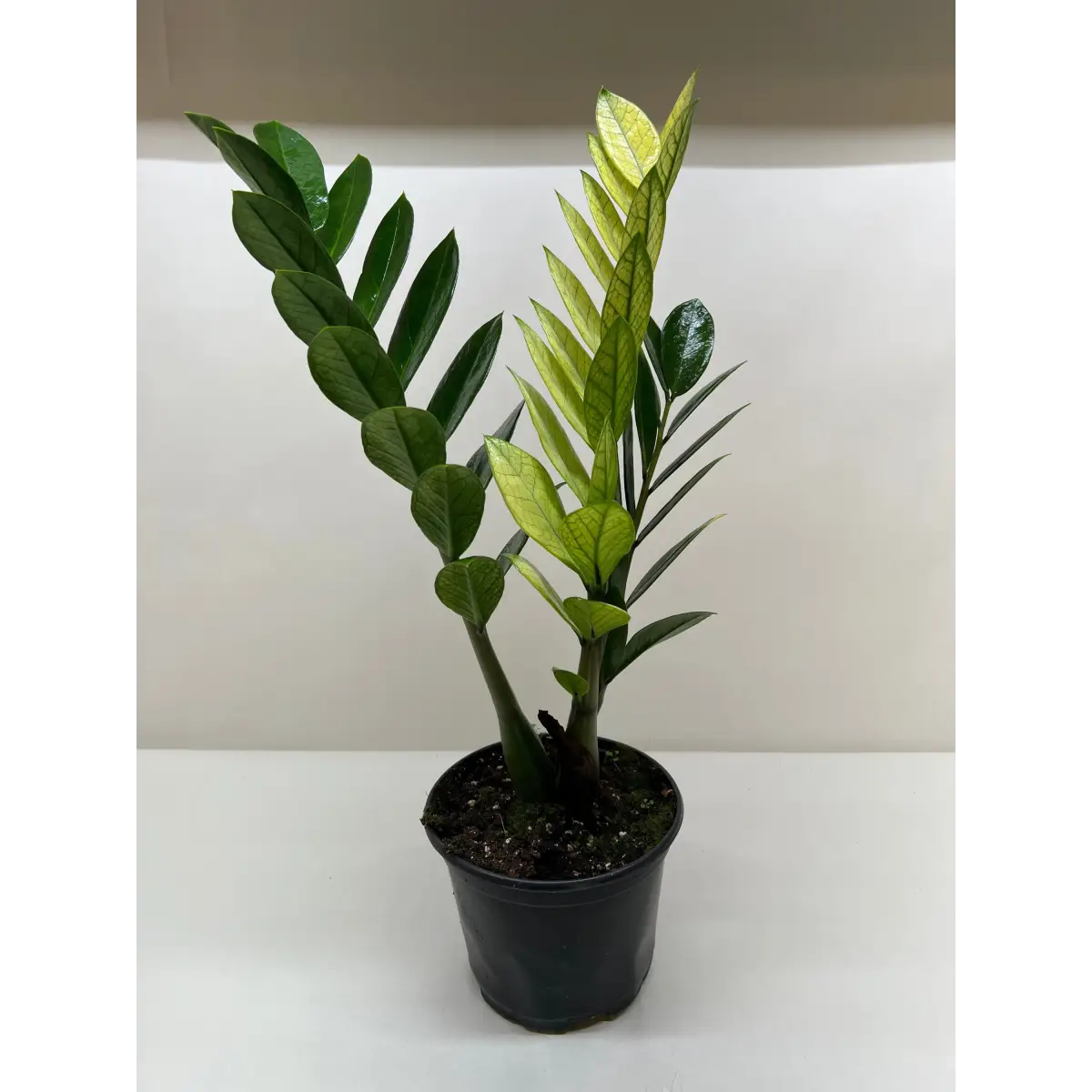 Zamioculcas ’Chameleon’ - House Plant Shop