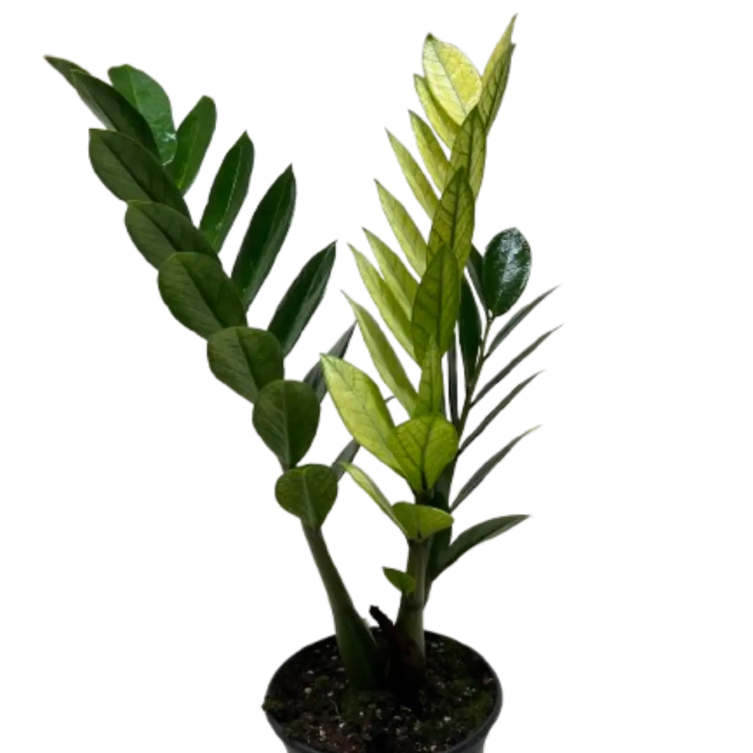 Zamioculcas ’Chameleon’ - House Plant Shop