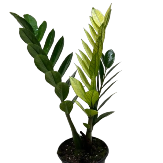 Zamioculcas ’Chameleon’ - House Plant Shop