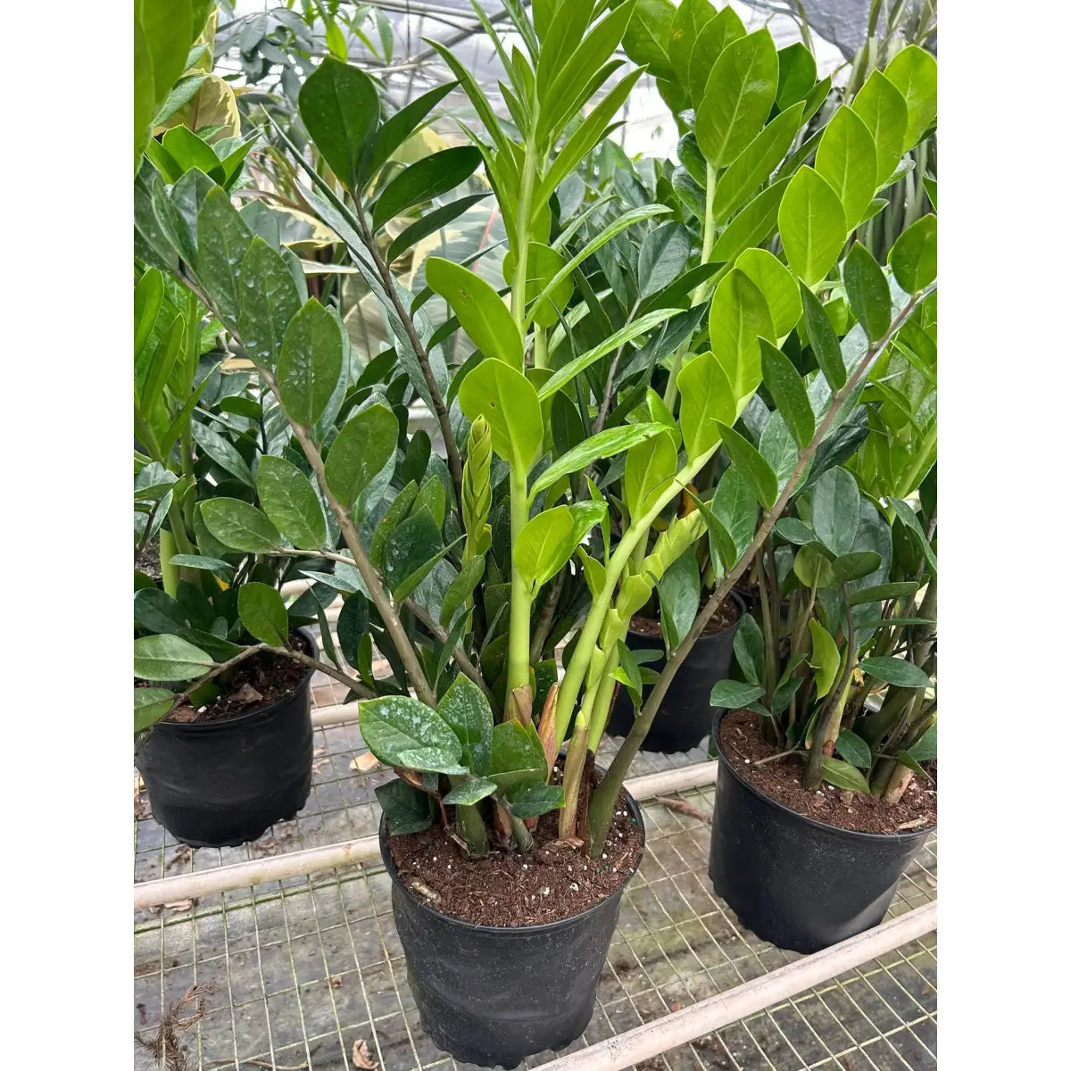 ZZ Plant - Zamioculcas Zamiifolia - 3’’ Pot / Nursery Pot - House Plant Shop