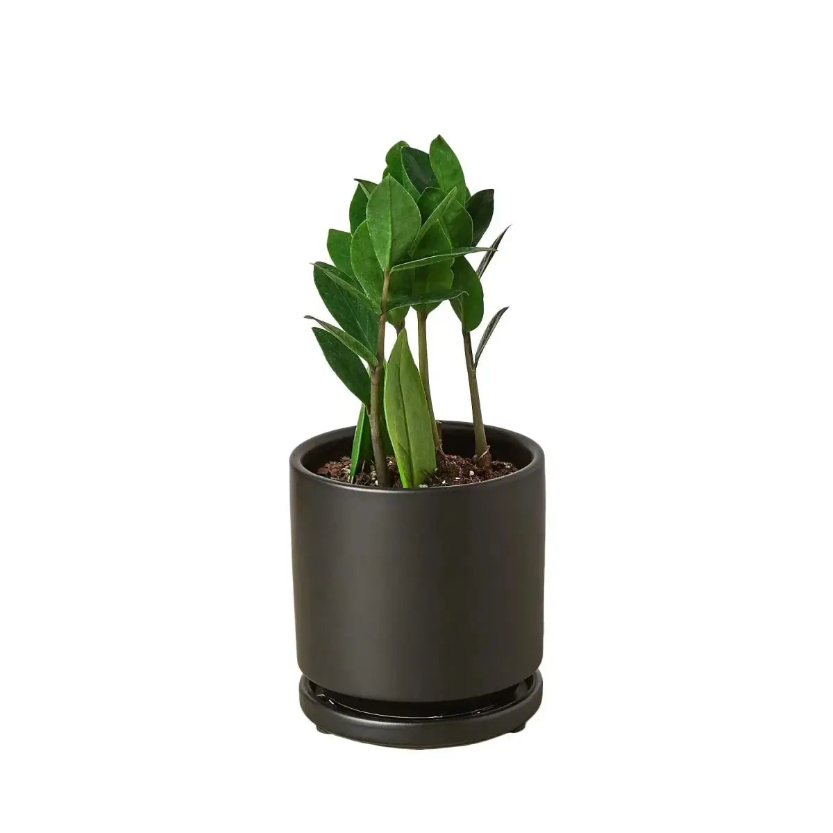 ZZ Plant - Zamioculcas Zamiifolia - House Plant Shop