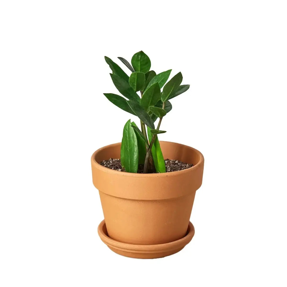 ZZ Plant - Zamioculcas Zamiifolia - House Plant Shop