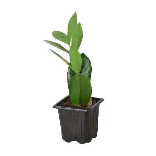ZZ Plant - Zamioculcas Zamiifolia - House Plant Shop