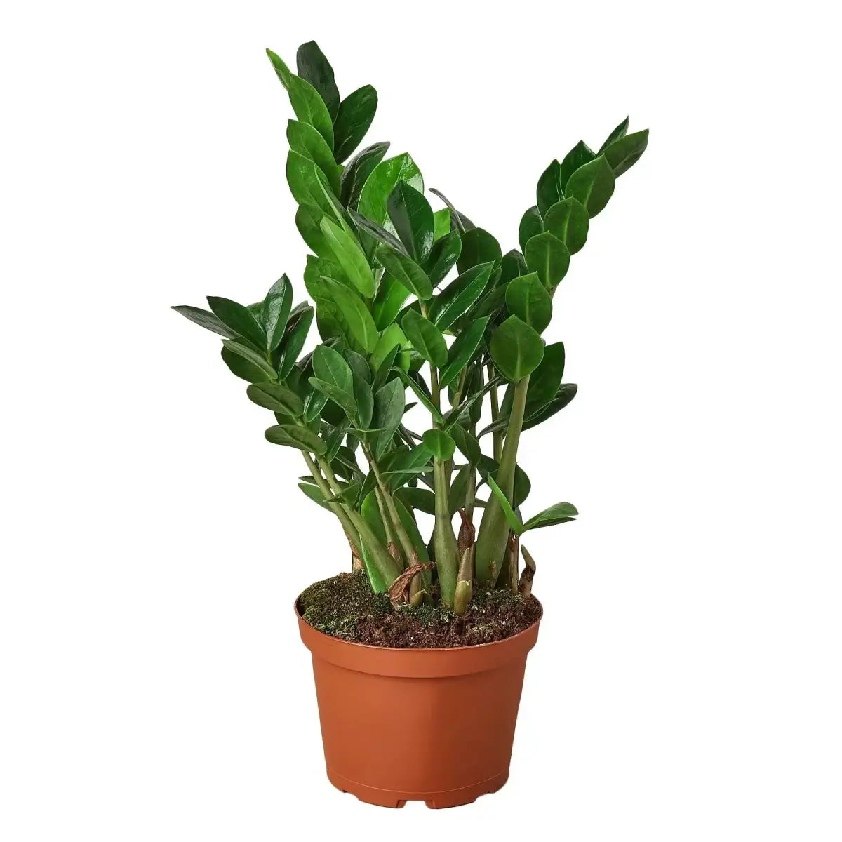ZZ Plant - Zamioculcas Zamiifolia - House Plant Shop