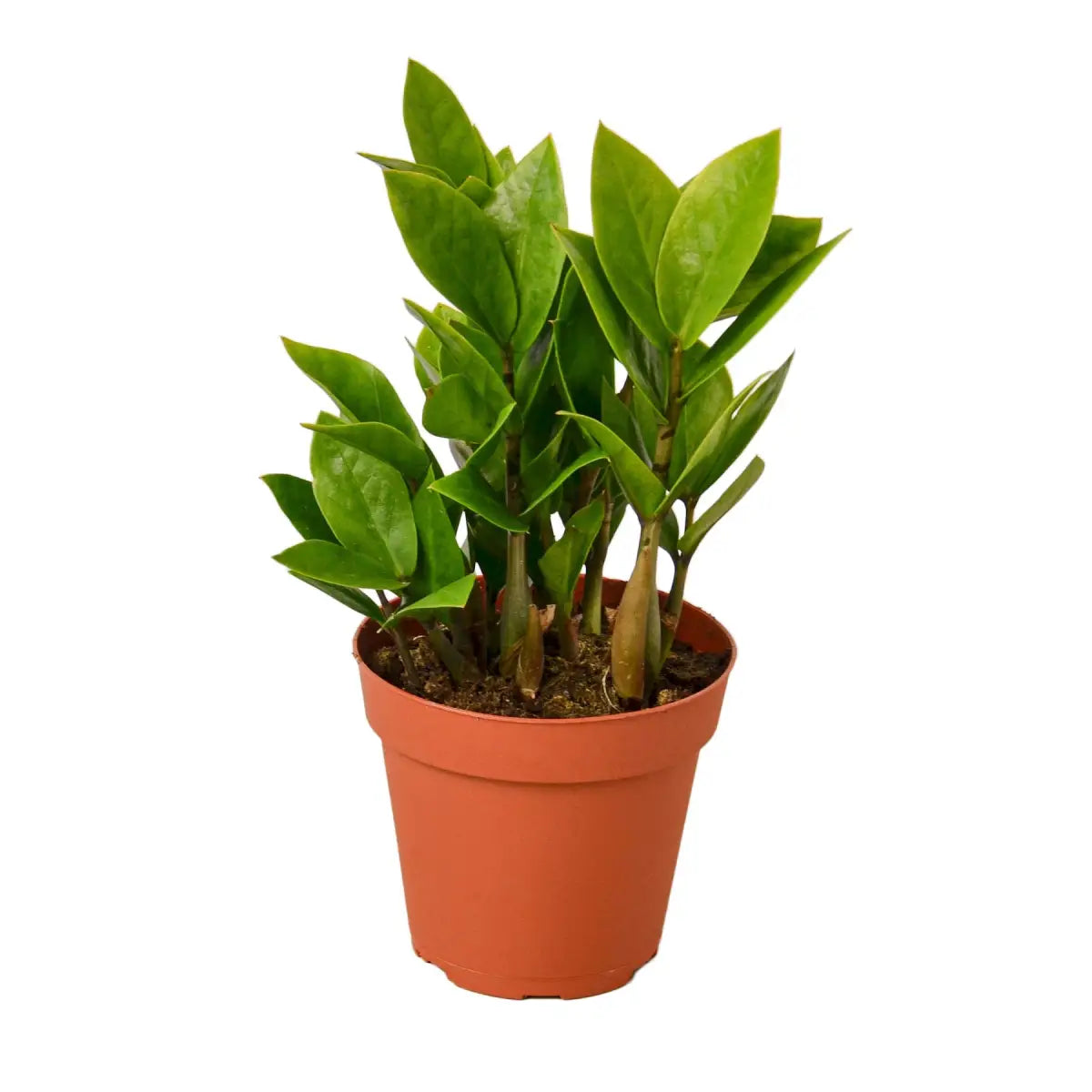 ZZ Plant - Zamioculcas Zamiifolia - House Plant Shop