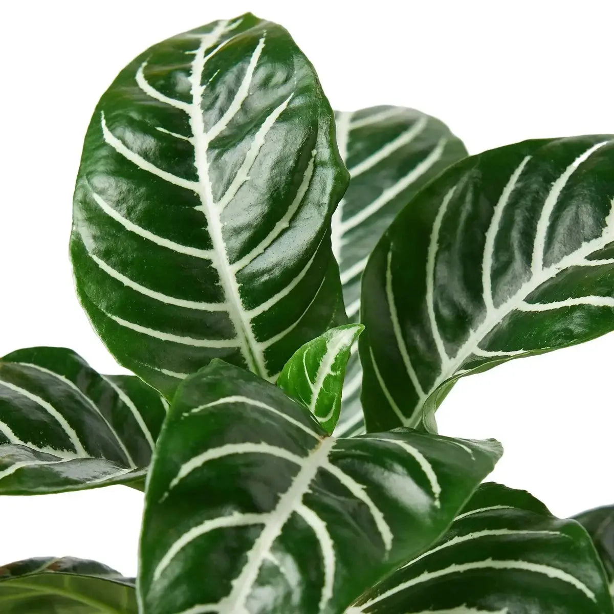 Zebra Plant - ’Aphelandra’ - 4’’ Pot - House Plant Shop