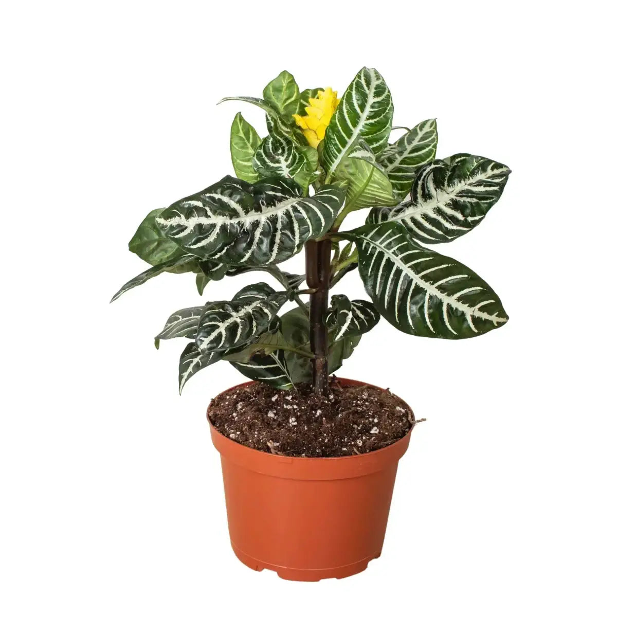 Zebra Plant - ’Aphelandra’ - House Plant Shop